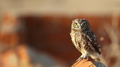 Little Owl