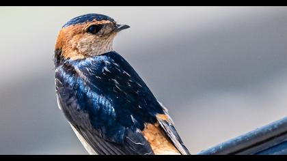 Red-rumped Swallow