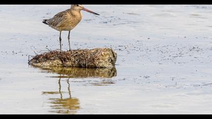 Bar-tailed Godwit