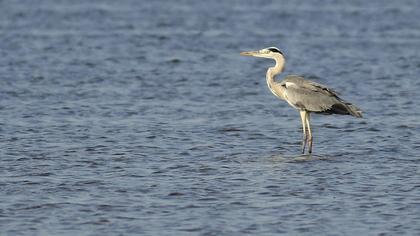 Grey Heron