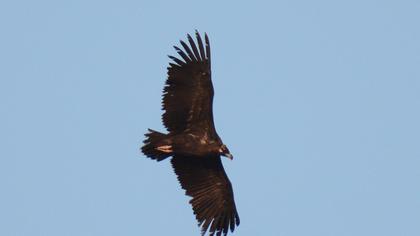 Cinereous Vulture