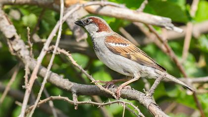 House Sparrow