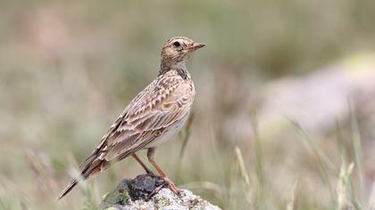 Eurasian Skylark