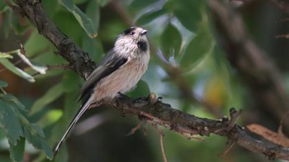Long-tailed Tit