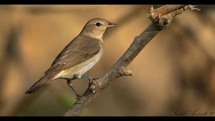 Garden Warbler