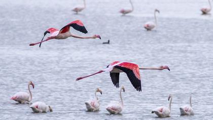 Greater Flamingo