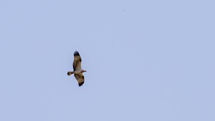Western Osprey
