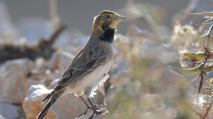 Horned Lark