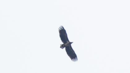 White-tailed Eagle
