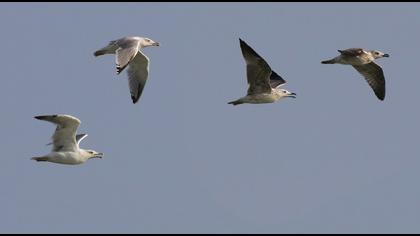 Yellow-legged Gull