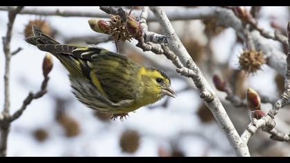 Eurasian Siskin
