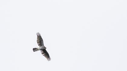 Northern Goshawk