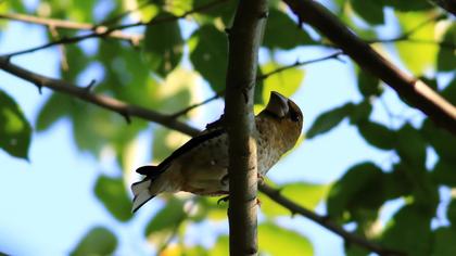 Hawfinch