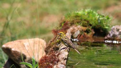European Serin