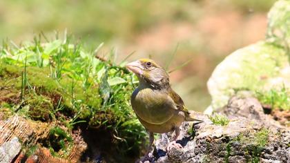 European Greenfinch