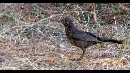 Common Blackbird