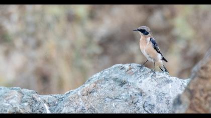 Black-eared Wheatear