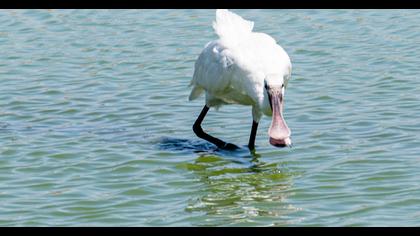 Eurasian Spoonbill