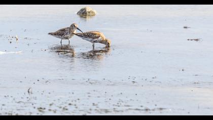 Dunlin