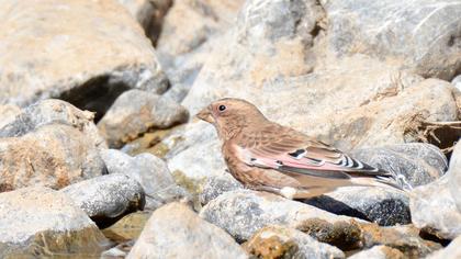 Eurasian Crimson-winged Finch