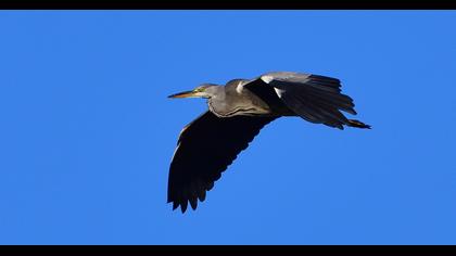 Grey Heron