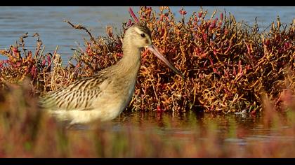 Bar-tailed Godwit