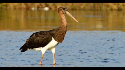 Black Stork