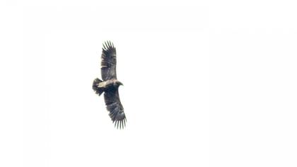 Lesser Spotted Eagle
