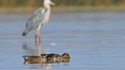 Eurasian Teal