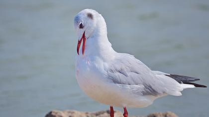 Black-headed Gull