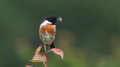 European Stonechat