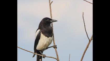 Eurasian Magpie