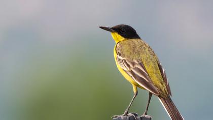 Western Yellow Wagtail