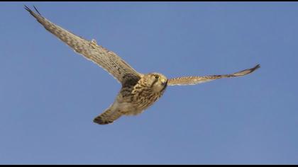 Common Kestrel