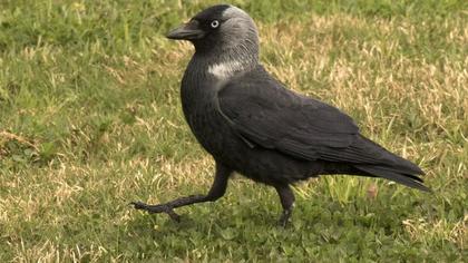 Western Jackdaw