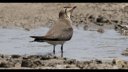 Collared Pratincole