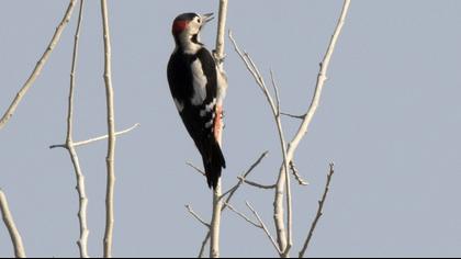 Syrian Woodpecker