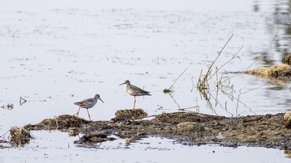 Spotted Redshank