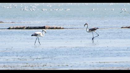 Greater Flamingo