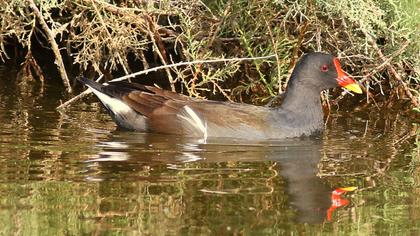 Common Moorhen