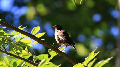 Common Myna