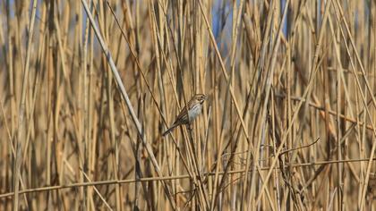 Bataklık Kirazkuşu
