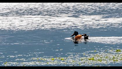 Northern Shoveler