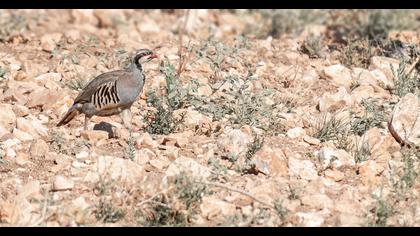 Chukar Partridge