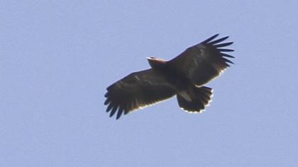 Lesser Spotted Eagle