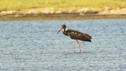 Black Stork