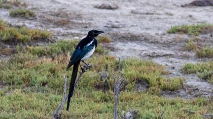 Eurasian Magpie