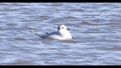 Little Gull