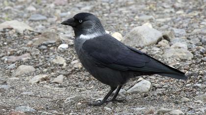 Western Jackdaw