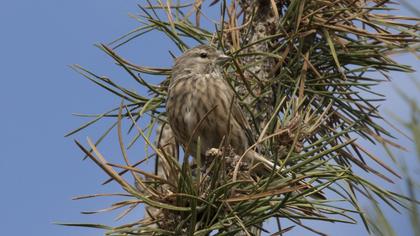 Common Linnet